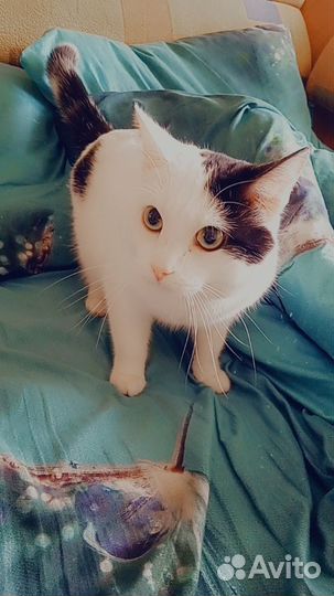 Отдам кота в добрые руки