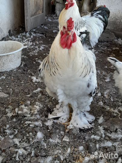 Петух Брама