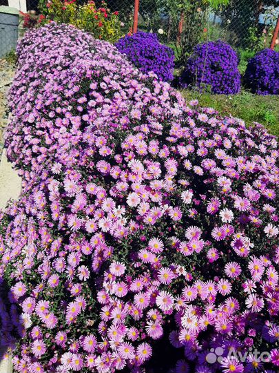 Сентябринки (новобельгийская астра)