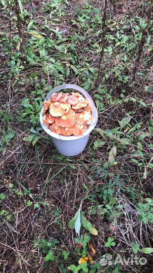 Грибы рыжики свежие Иркутск