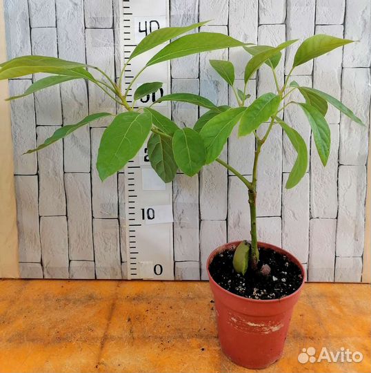 Плодовые экзоты