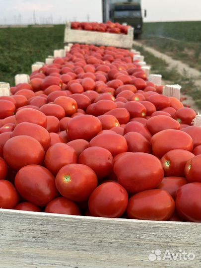 Помидор хайнс