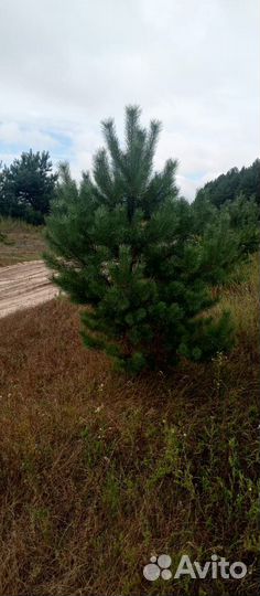 Сосна новогодняя оптом