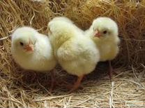 красивые имена для цыплят. как назвать цыпленка. цыплята леггорн. цыплята домашние. цыпленок фигурка.