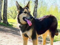 Метис овчарки собака Альма ищет семью