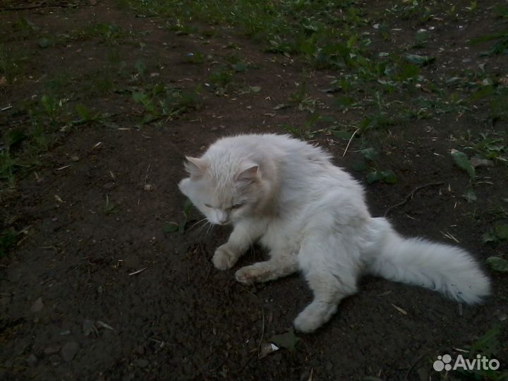 Ласковая кошечка бесплатно