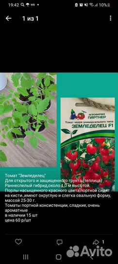 Рассада помидор