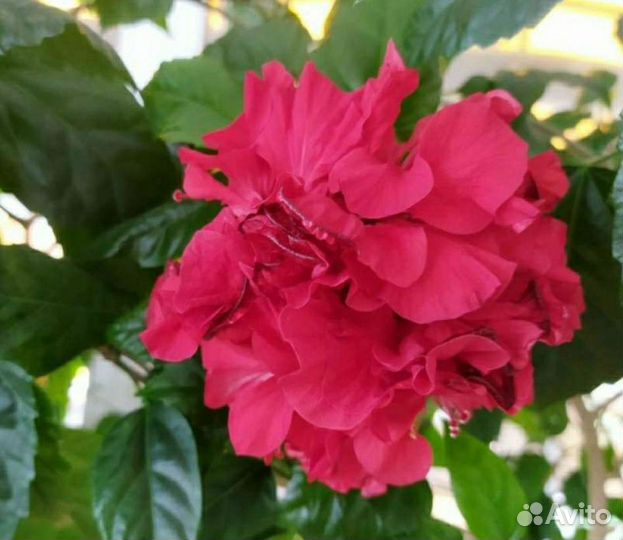 Гибискус (китайская роза )красная махровая