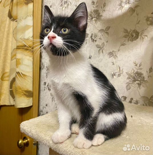Котенок мальчик