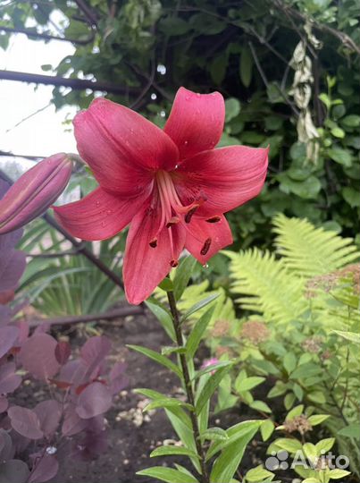 Много садовых цветов