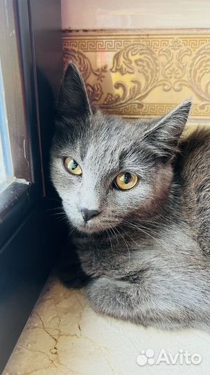 Котенок(котик)