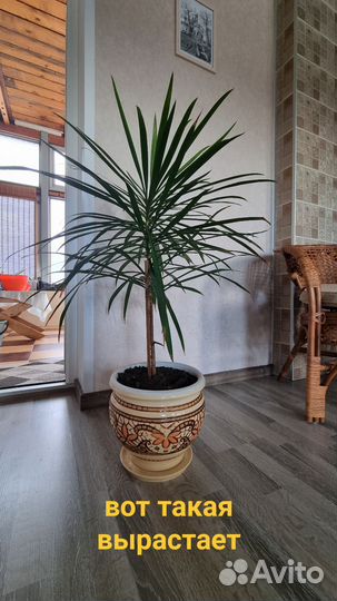 Пальма драцена