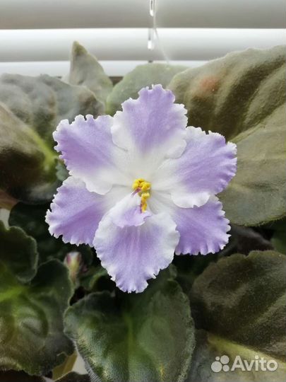 Сортовые фиалки листики на срез