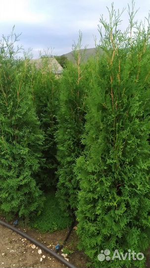 Туя колумна