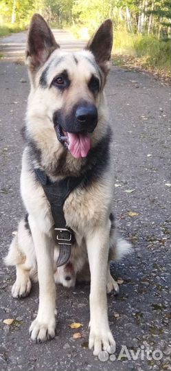 Вязка кобель