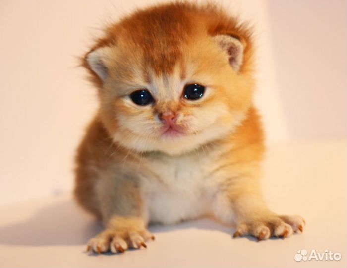 Котята золотая британская шиншилла ay, ny