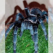 Крупные самцы Lasiodora parahybana отправлю почтой