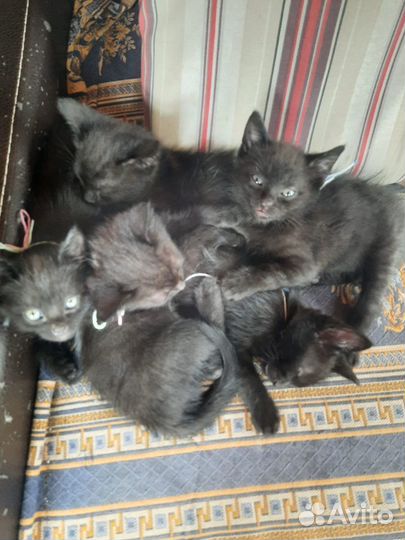 Котята 1.5 месяца - чёрные