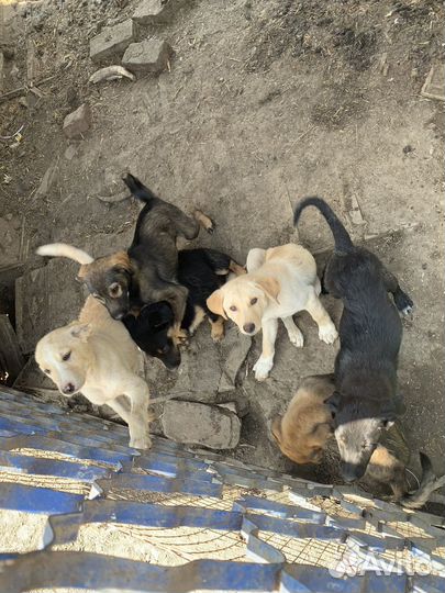 Щенки лабрадора бесплатно в добрые руки