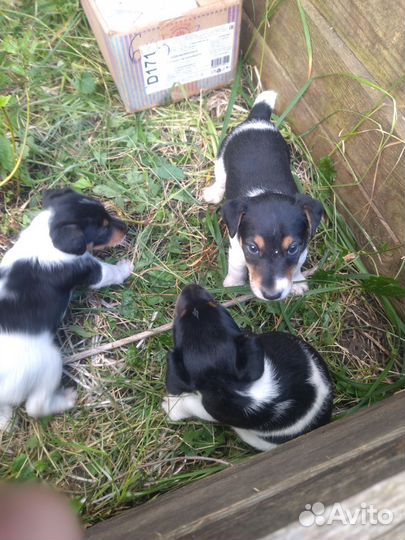 Щенки гладкошерстного фокстерьера