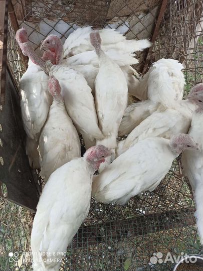 Индюки индюшата домашние