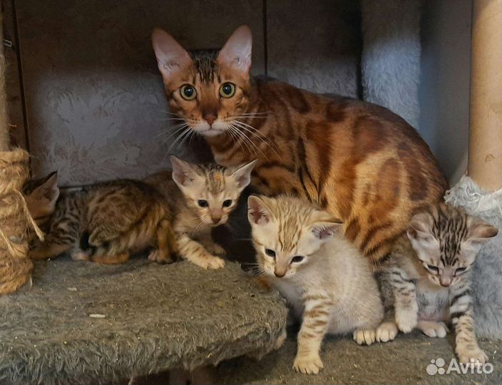 Серенгети бенгальские дети