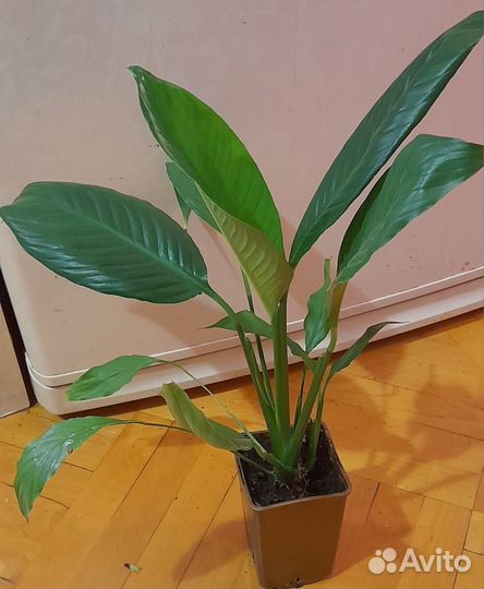 Спатифиллум