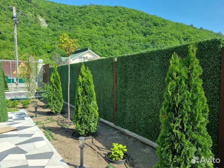 Зеленый забор, изгородь