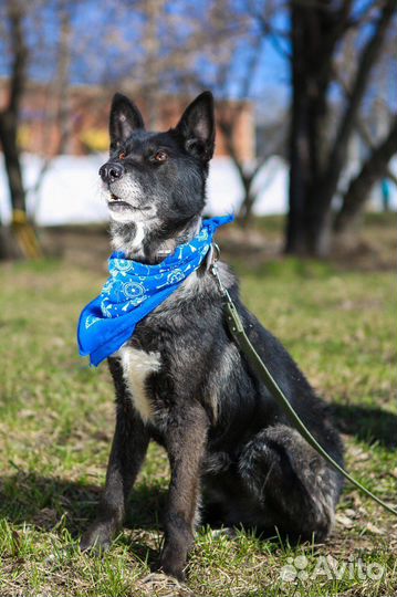 Собака в добрые руки отдам бесплатно