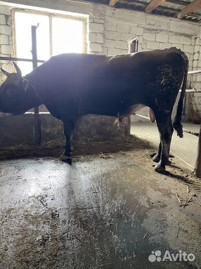 Бык на племя