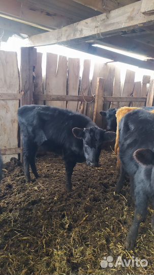 Бычки телки