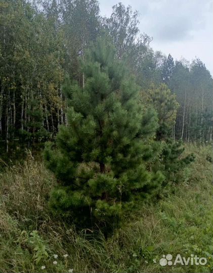 Сосна (Елка)