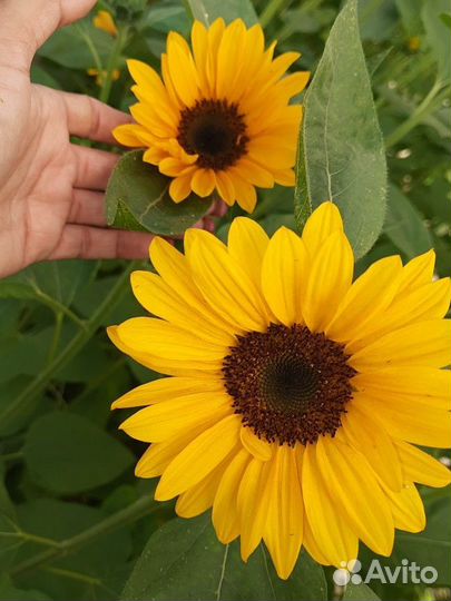 Подсолнух срез