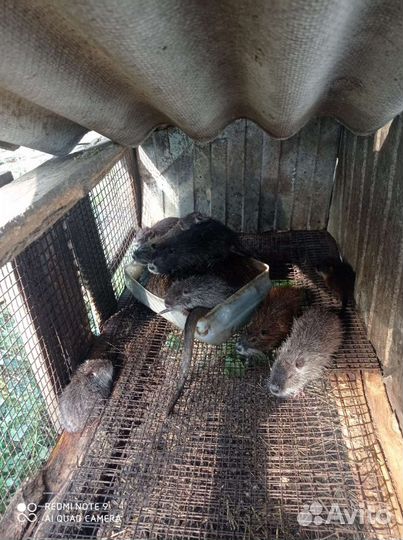 Нутрии на племя