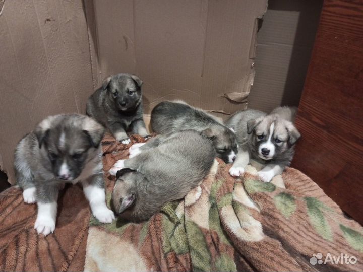 Щенки сибирской хаски