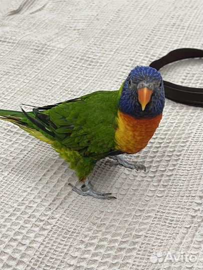 Ручной говорящий попугай