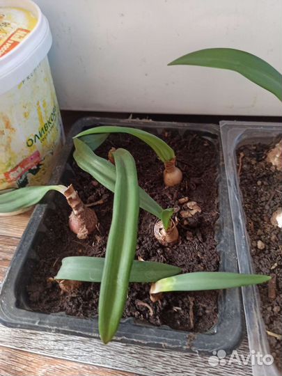 Гиппиаструм