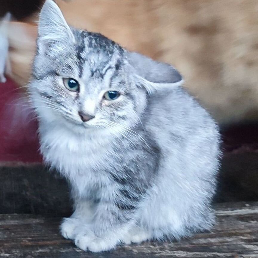 Котята в добрые руки. Бесплатно