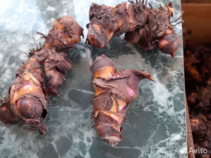 Продам клубни канн