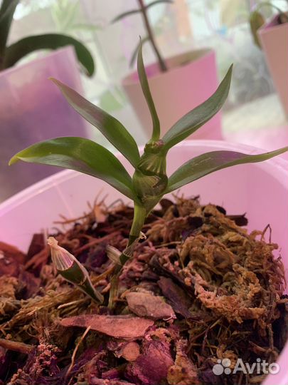 Орхидея дендробиум