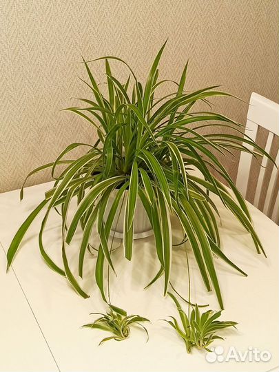 Хлорофитум