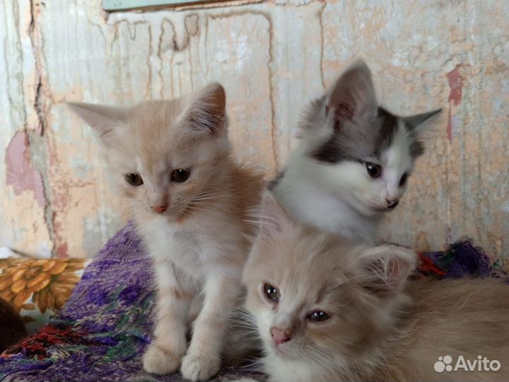 Котята в добрые руки