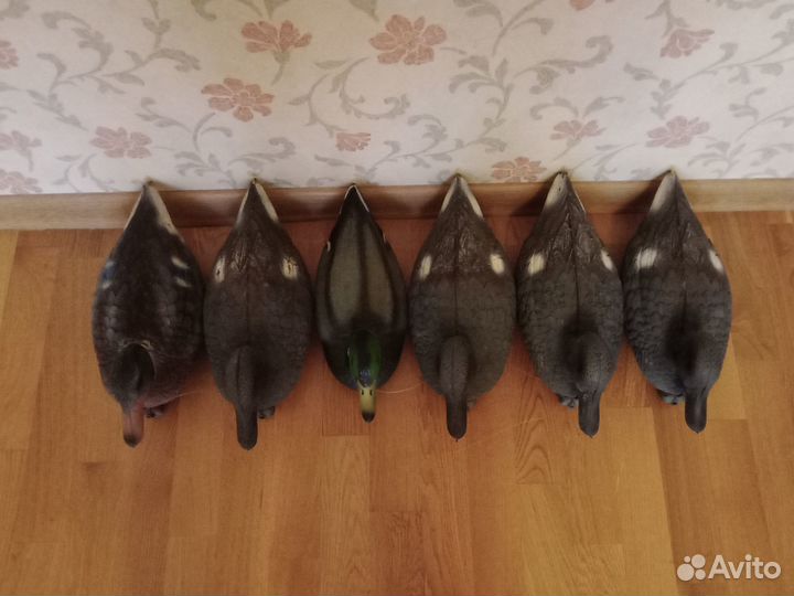 Чучела уток