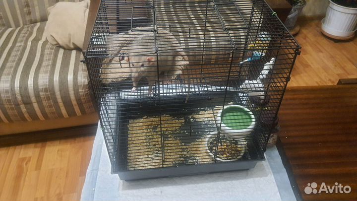 Крыса Дамбо 9 месяцев бесплатно