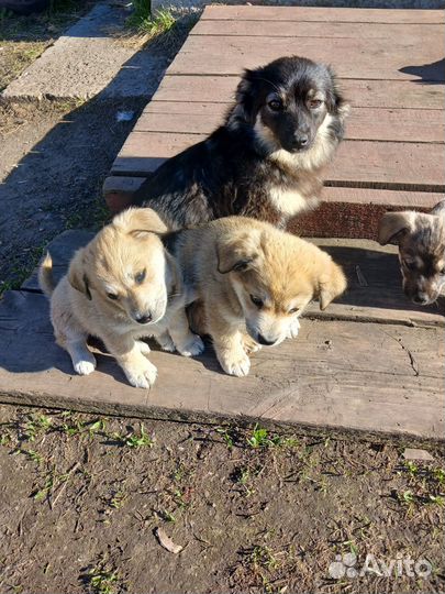 Маленькая собака в добрые руки бесплатно доставка