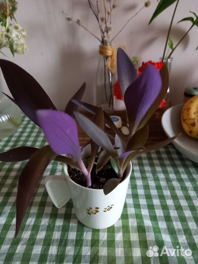 Домашнее растение Сеткреазия цветок