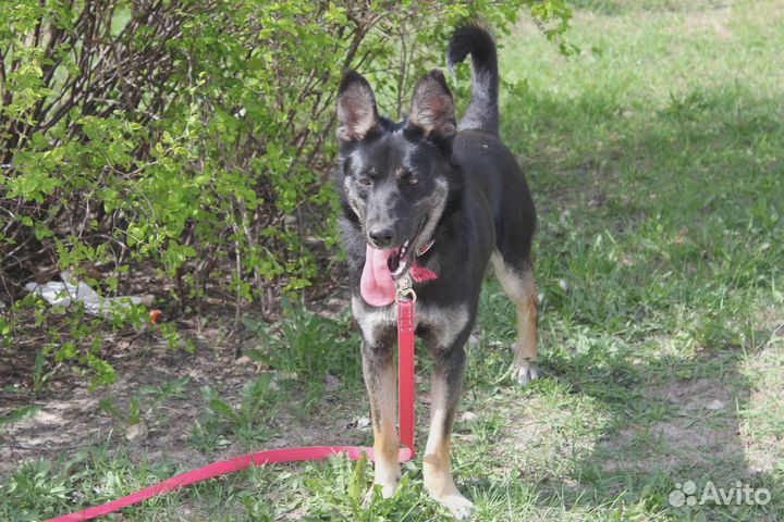 Небольшая собака