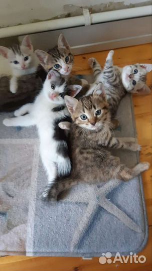 Котята