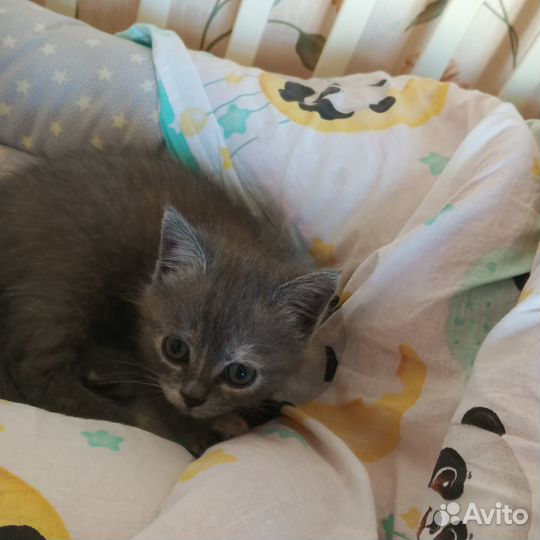 Кошечка