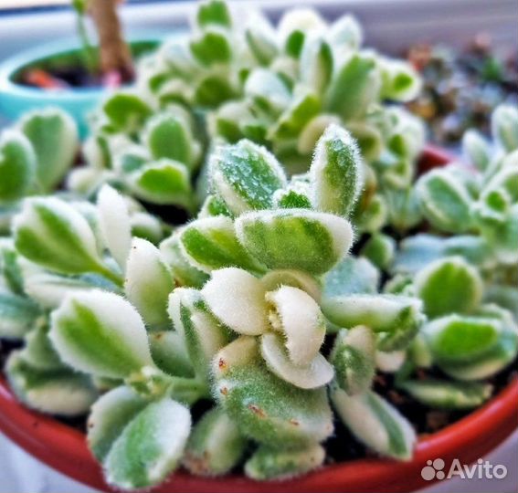 Суккуленты